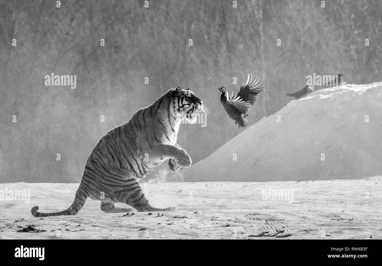 Sibirische Tiger in einem Sprung fängt seine Beute. Sehr dynamische ERSCHOSSEN. Schwarz und Weiß. China. Harbin. Mudanjiang Provinz. Hengdaohezi Park. Stockfoto