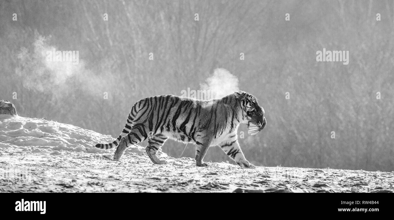 Sibirische Tiger Spaziergänge in einer verschneiten Waldlichtung in eine Wolke von Dampf in einem harten Frost. Schwarz und Weiß. Sehr ungewöhnliches Bild. China. Harbin. Mudanjiang Provinz. Stockfoto