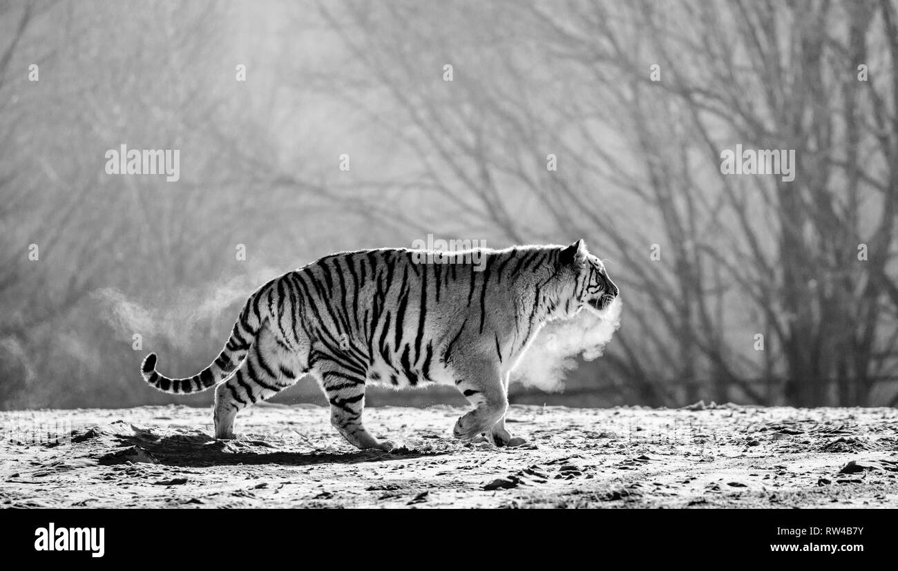 Sibirische Tiger Spaziergänge in einer verschneiten Waldlichtung in eine Wolke von Dampf in einem harten Frost. Schwarz und Weiß. Sehr ungewöhnliches Bild. China. Harbin. Mudanjiang Provinz. Stockfoto