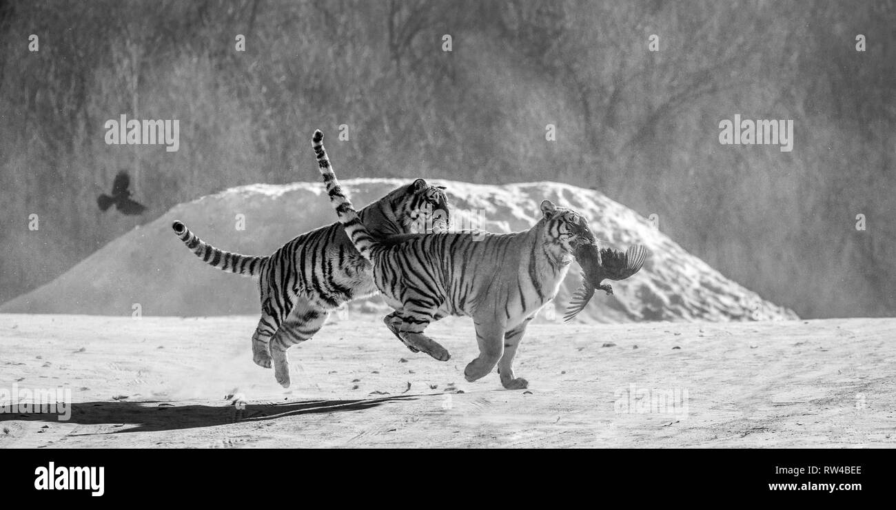 Sibirische Tiger in einer verschneiten Waldlichtung fangen ihre Beute. Sehr dynamische ERSCHOSSEN. Schwarz und Weiß. China. Harbin. Mudanjiang Provinz. Hengdaohezi Park. Stockfoto