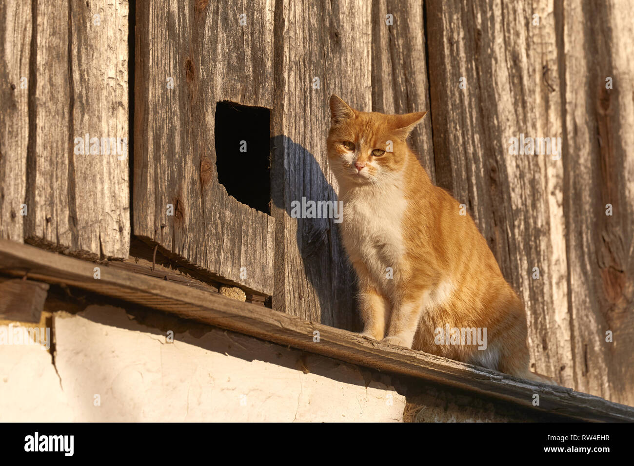 Katze auf einem alten Haus Stockfoto