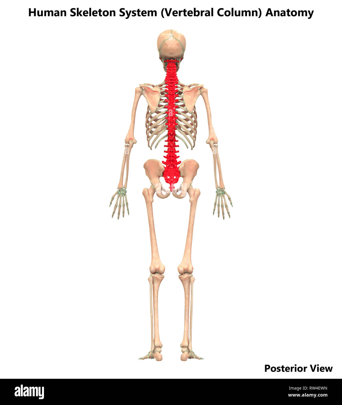 Menschliches Skelett System Wirbelsäule Anatomie Stockfotografie - Alamy