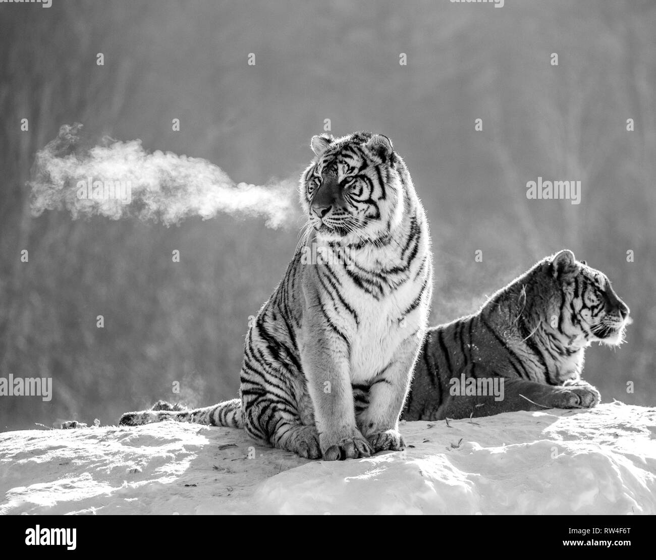 Mehrere sibirische Tiger auf einem verschneiten Hügel vor dem Hintergrund der Winter Bäume. Schwarz und Weiß. China. Harbin. Mudanjiang Provinz. Hengdaohezi Park. Stockfoto
