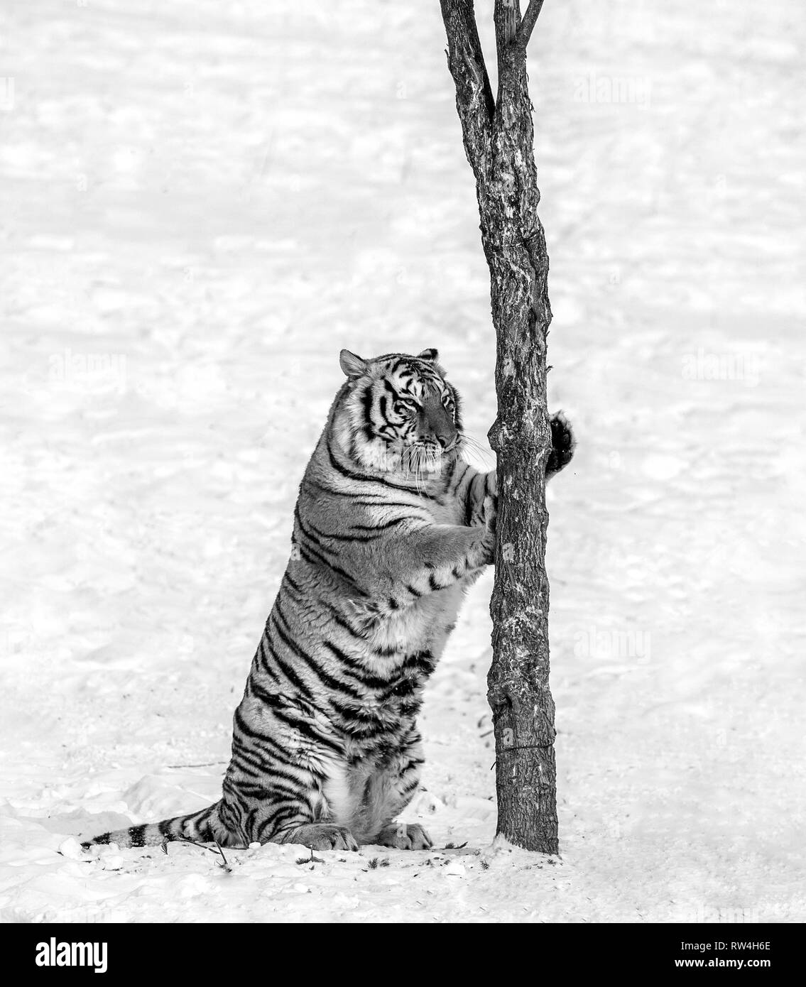 Sibirische Tiger kratzen Baum auf einem schneebedeckten Lichtung. Schwarz und Weiß. China. Harbin. Mudanjiang Provinz. Hengdaohezi Park. Siberian Tiger Park. Winter. Stockfoto