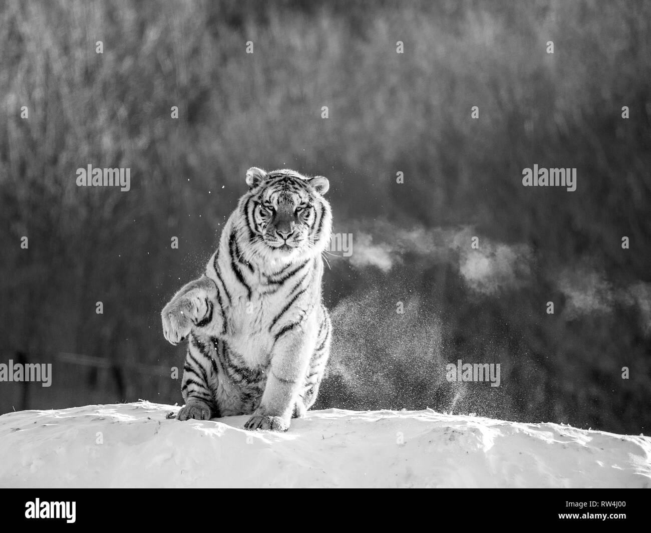 Sibirische Tiger sitzt auf einem verschneiten Hügel vor dem Hintergrund einer Winter Forest. Schwarz und Weiß. China. Harbin. Mudanjiang Provinz. Hengdaohezi Park. Stockfoto
