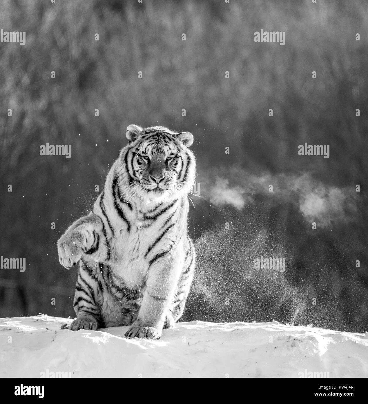 Sibirische Tiger sitzt auf einem verschneiten Hügel vor dem Hintergrund einer Winter Forest. Schwarz und Weiß. China. Harbin. Mudanjiang Provinz. Hengdaohezi Park. Stockfoto