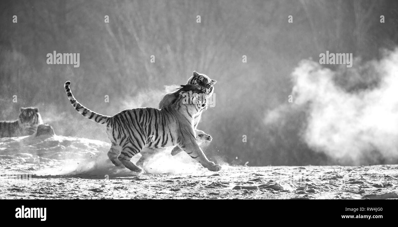 Sibirische Tiger in einer verschneiten Waldlichtung fangen ihre Beute. Sehr dynamische ERSCHOSSEN. Schwarz und Weiß. China. Harbin. Mudanjiang Provinz. Hengdaohezi Park. Stockfoto