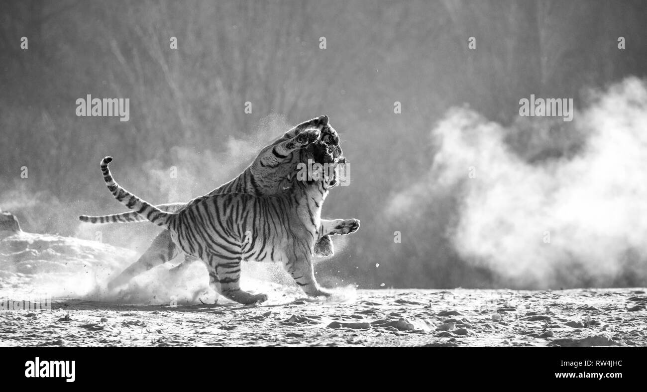 Sibirische Tiger in einer verschneiten Waldlichtung fangen ihre Beute. Sehr dynamische ERSCHOSSEN. Schwarz und Weiß. China. Harbin. Mudanjiang Provinz. Hengdaohezi Park. Stockfoto