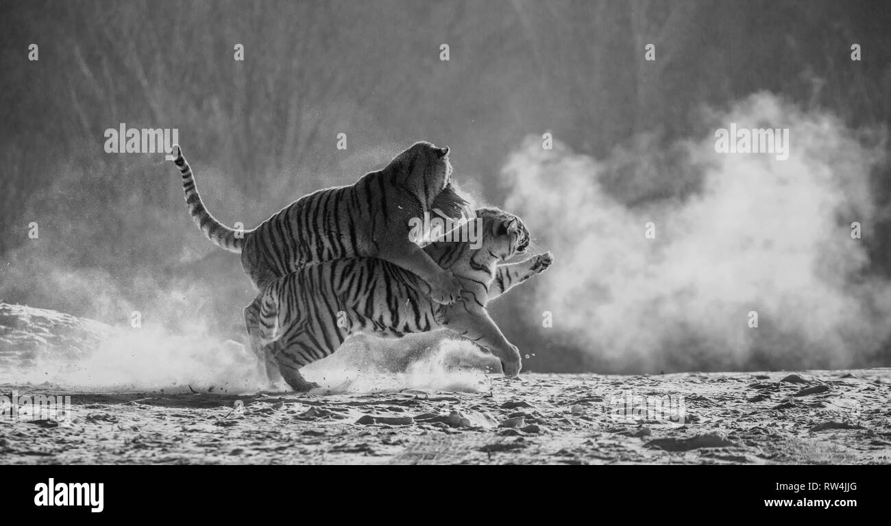 Sibirische Tiger in einer verschneiten Waldlichtung fangen ihre Beute. Sehr dynamische ERSCHOSSEN. Schwarz und Weiß. China. Harbin. Mudanjiang Provinz. Hengdaohezi Park. Stockfoto