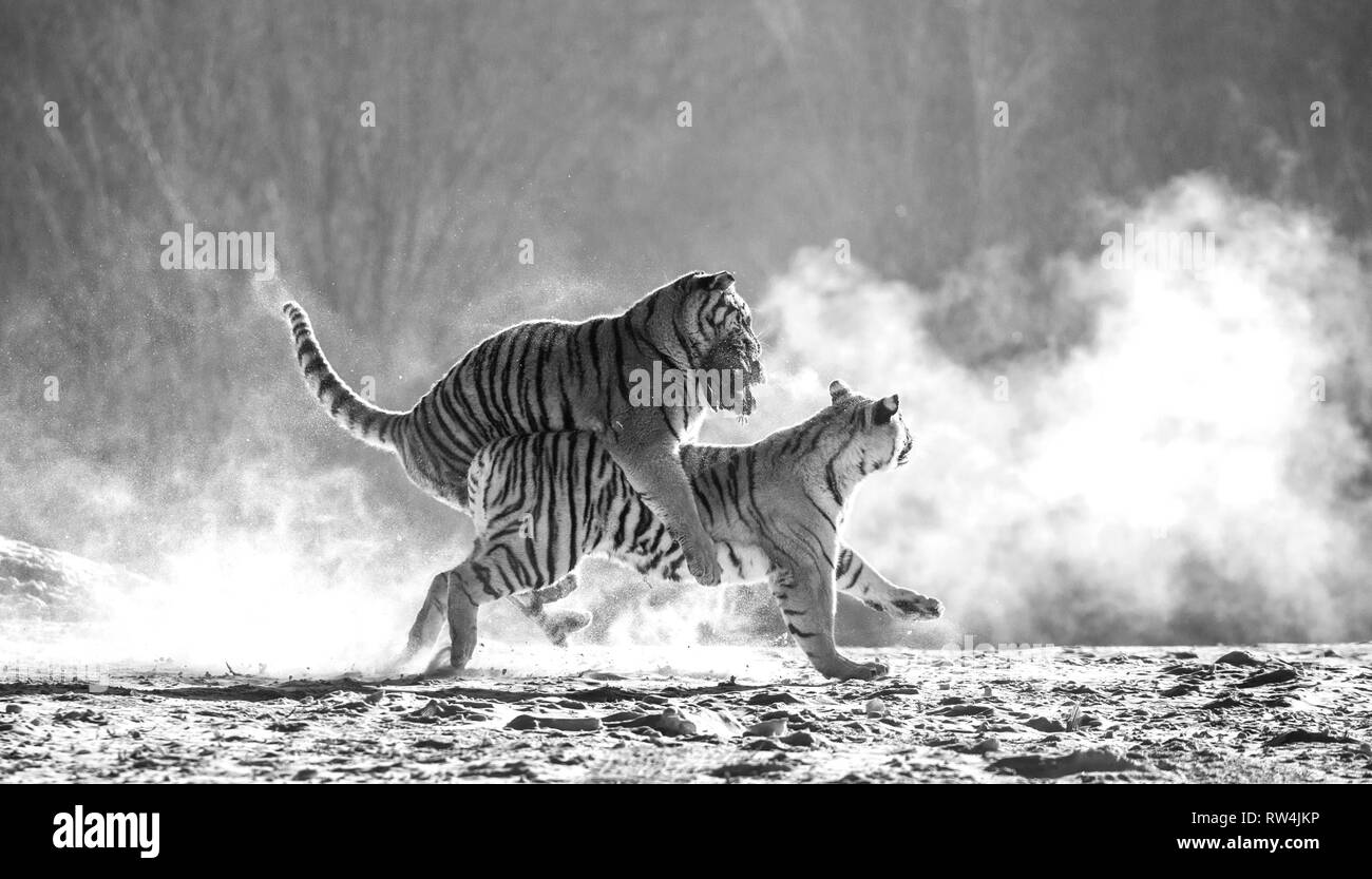 Sibirische Tiger in einer verschneiten Waldlichtung fangen ihre Beute. Sehr dynamische ERSCHOSSEN. Schwarz und Weiß. China. Harbin. Mudanjiang Provinz. Hengdaohezi Park. Stockfoto