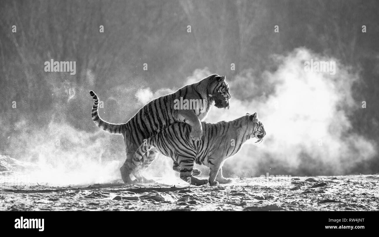 Sibirische Tiger in einer verschneiten Waldlichtung fangen ihre Beute. Sehr dynamische ERSCHOSSEN. Schwarz und Weiß. China. Harbin. Mudanjiang Provinz. Hengdaohezi Park. Stockfoto