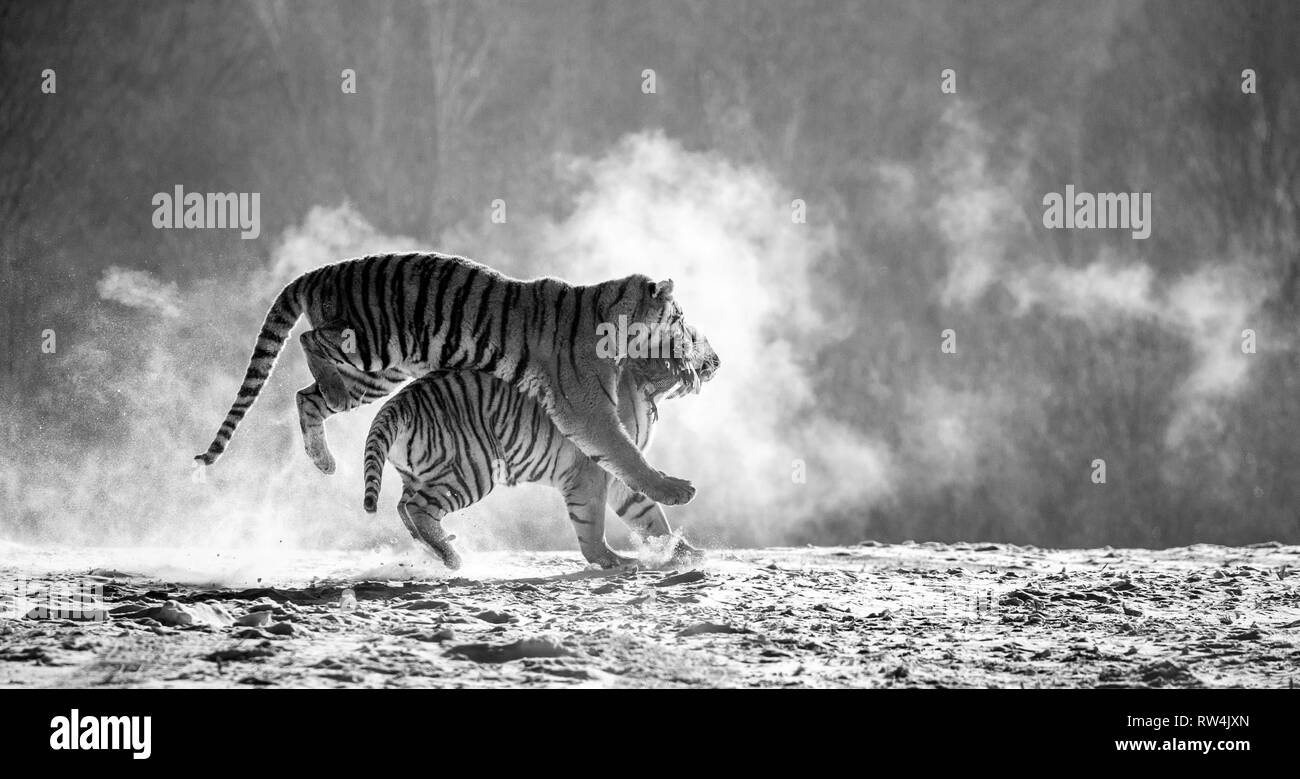Sibirische Tiger in einer verschneiten Waldlichtung fangen ihre Beute. Sehr dynamische ERSCHOSSEN. Schwarz und Weiß. China. Harbin. Mudanjiang Provinz. Hengdaohezi Park. Stockfoto