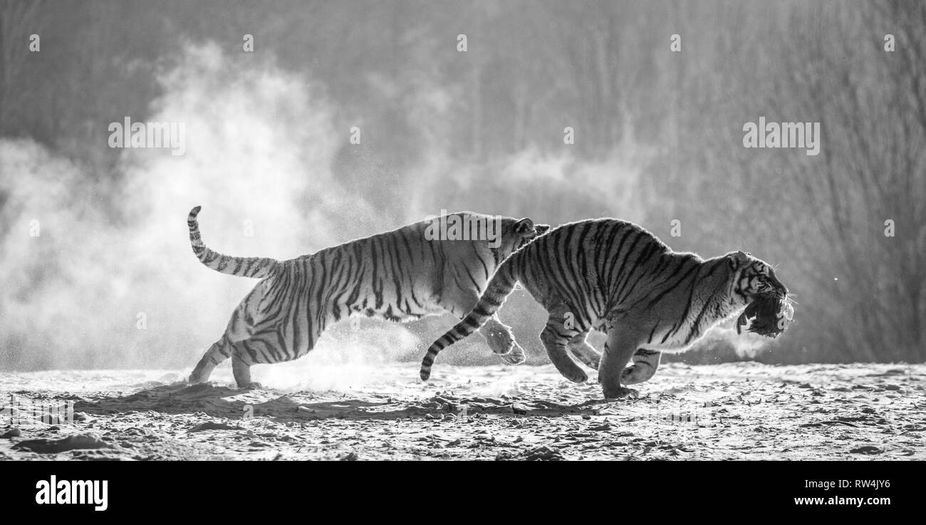 Sibirische Tiger in einer verschneiten Waldlichtung fangen ihre Beute. Sehr dynamische ERSCHOSSEN. Schwarz und Weiß. China. Harbin. Mudanjiang Provinz. Hengdaohezi Park. Stockfoto