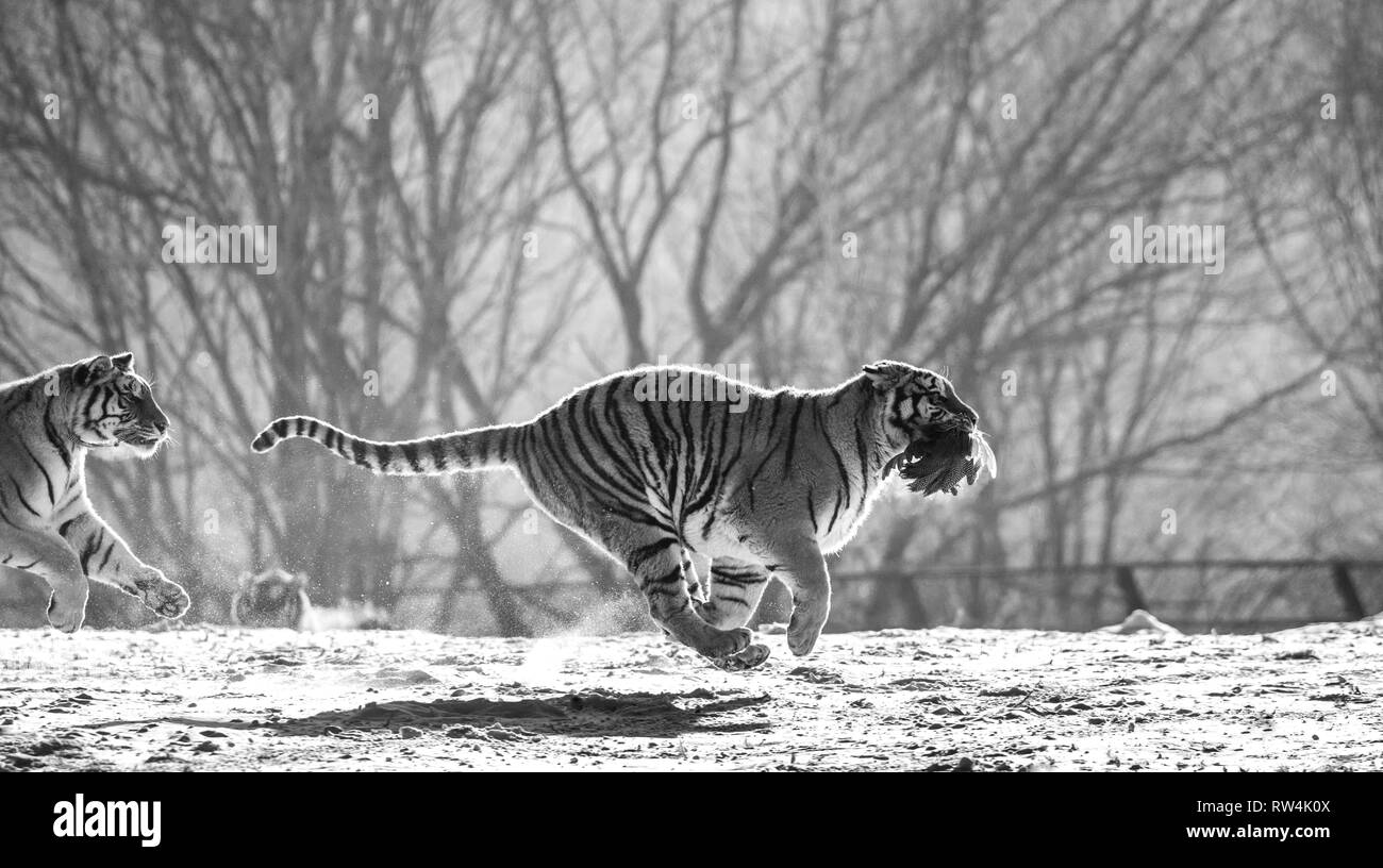 Sibirische Tiger im Schnee. China. Harbin. Mudanjiang Provinz. Hengdaohezi Park. Siberian Tiger Park. Winter. Harten Frost. Stockfoto