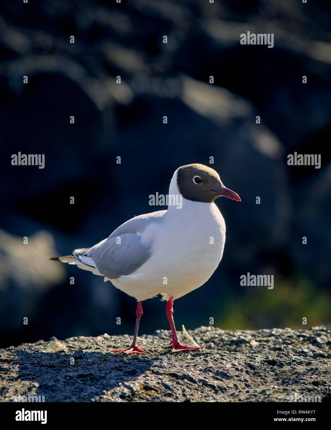 Lachmöwe, Island Stockfoto