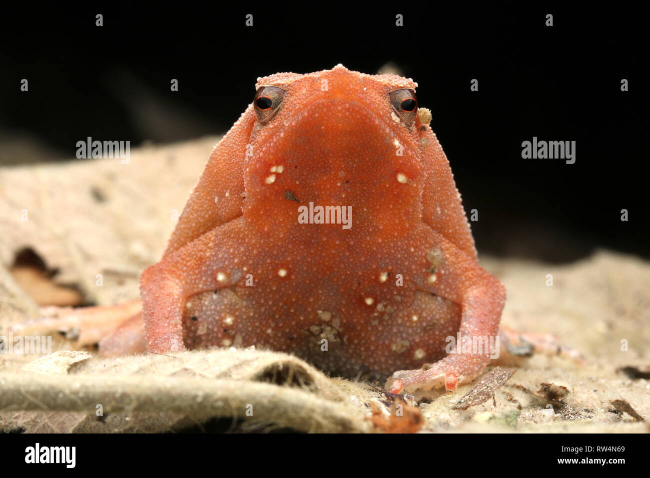 Lowland körnig Frosch, Kalophrynus palmatissimus Stockfoto