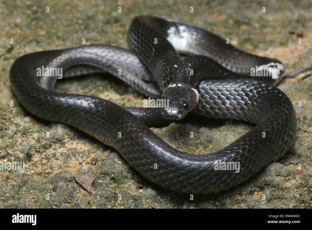 Weiß gebändert Wolf snake, Lycodon subcinctus Stockfoto