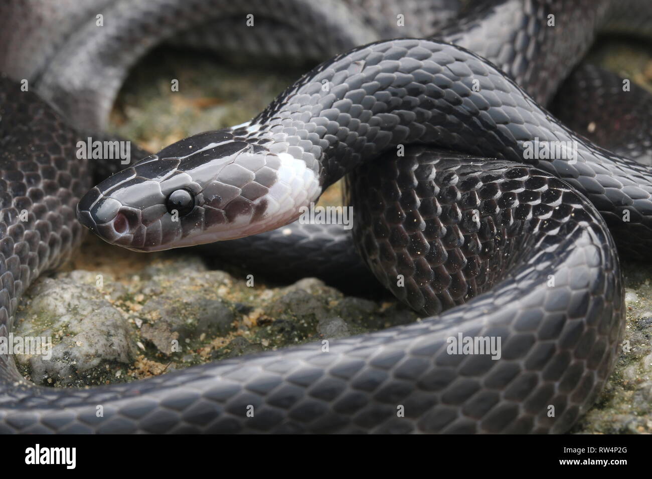 Weiß gebändert Wolf snake, Lycodon subcinctus Stockfoto