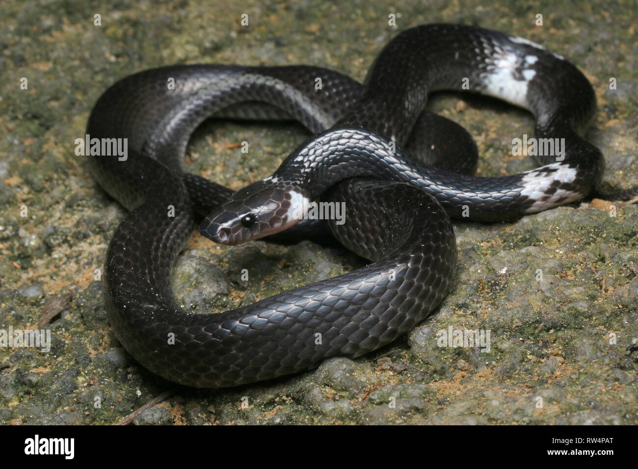 Weiß gebändert Wolf snake, Lycodon subcinctus Stockfoto