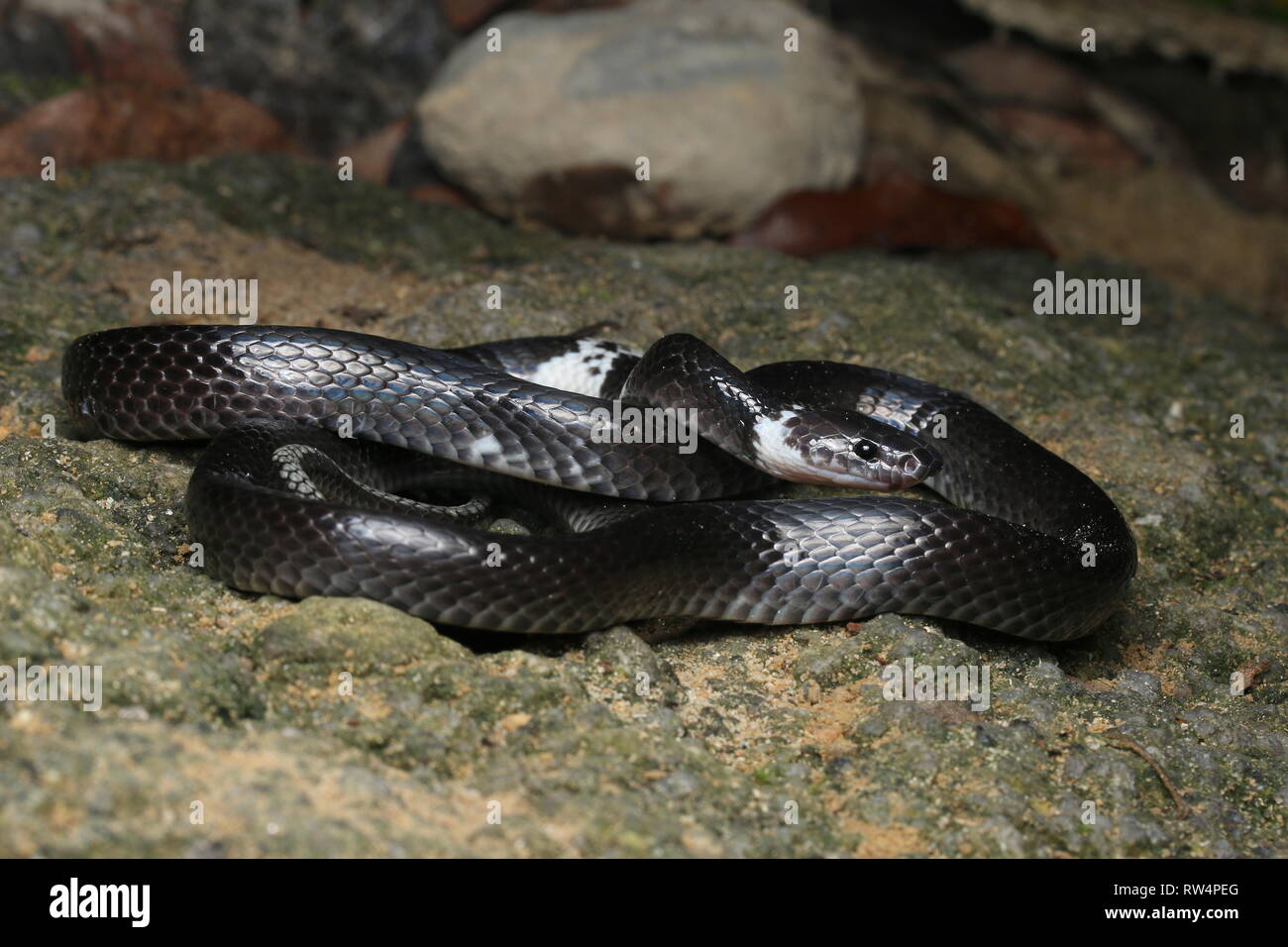 Weiß gebändert Wolf snake, Lycodon subcinctus Stockfoto