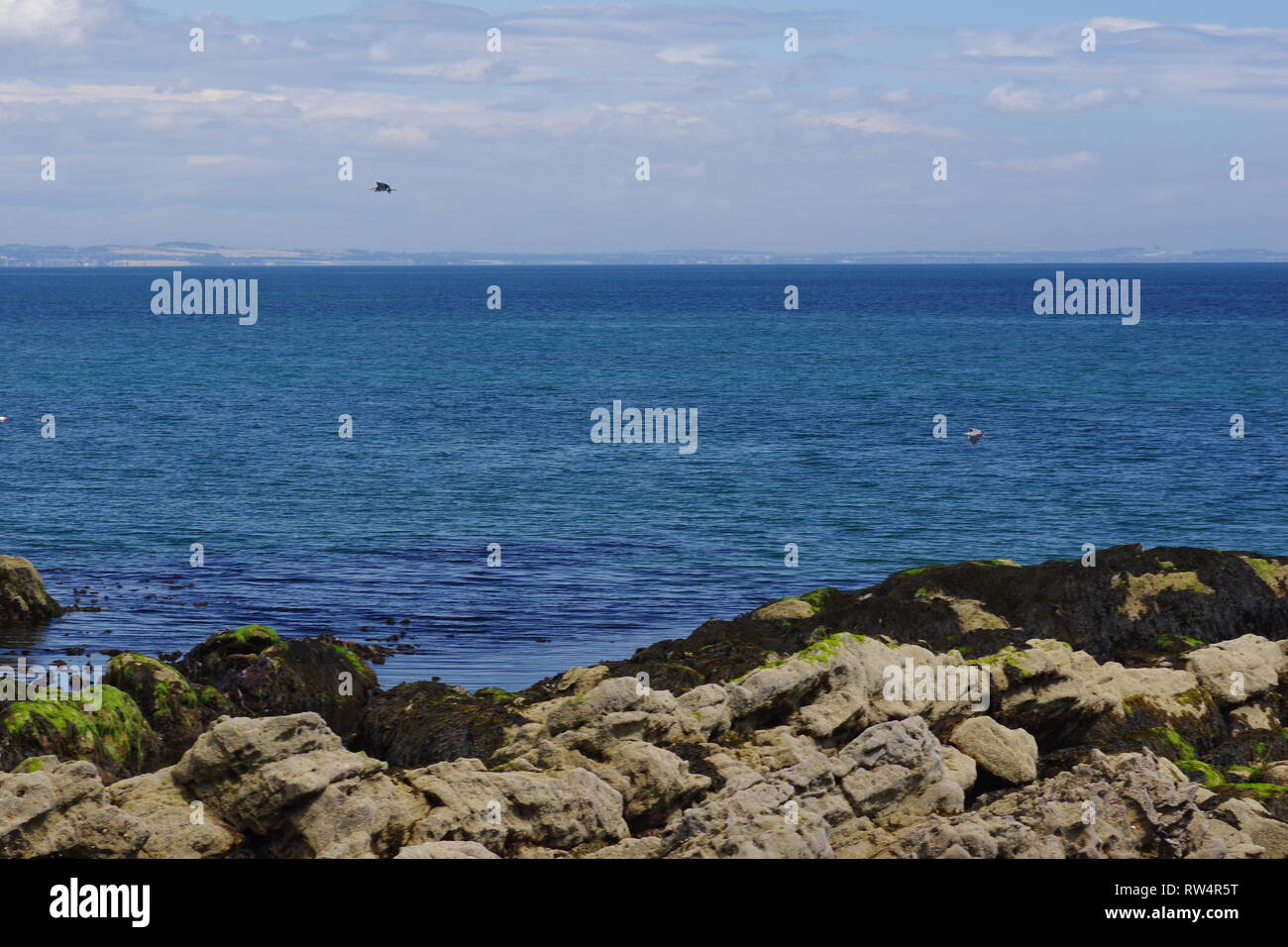 Graureiher (Ardea cinerea |) Fliegen entlang der schroffen Fife Küste auf einer ruhigen Sommertag. St. Andrews, Fife, Schottland, Großbritannien. Stockfoto