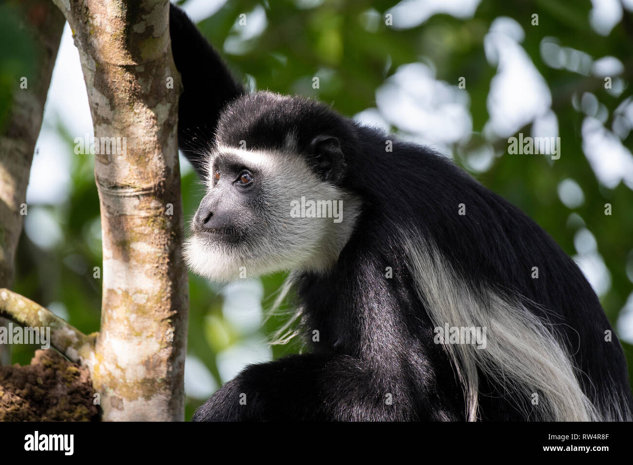 Schwarze und weiße Stummelaffen, Colobus guereza, Maramagambo Forest, Queen Elizabeth NP, Uganda Stockfoto