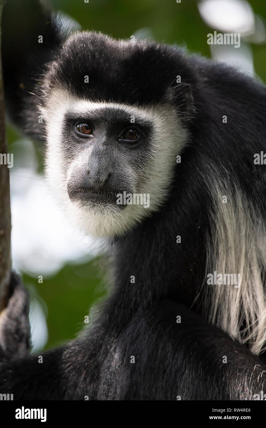 Schwarz Weiße Stummelaffen Stockfotos & Schwarz Weiße Stummelaffen ...