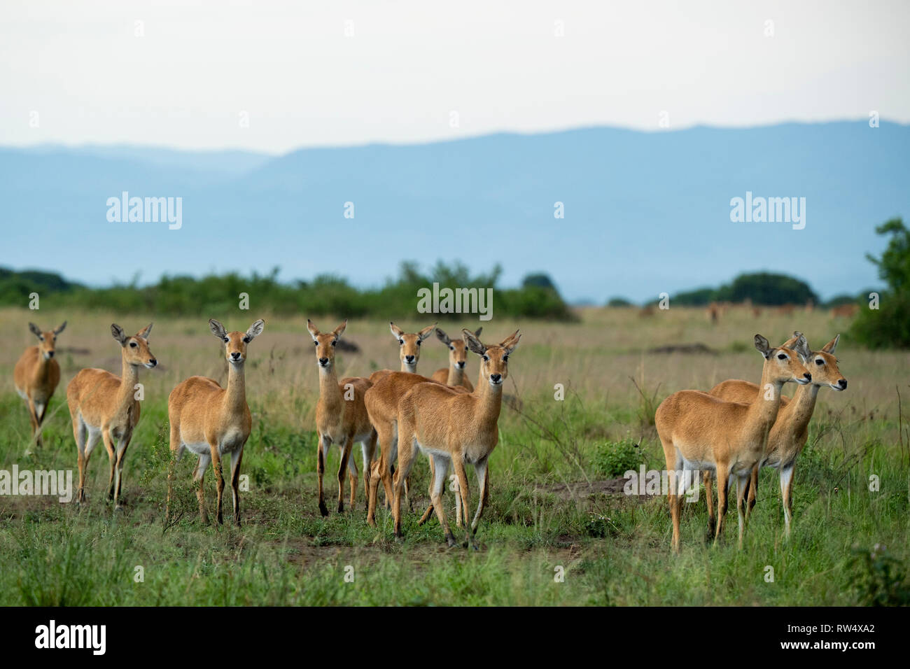 Uganda Kob, Kobus kob thomasi, Queen Elizabeth NP, Uganda Stockfoto