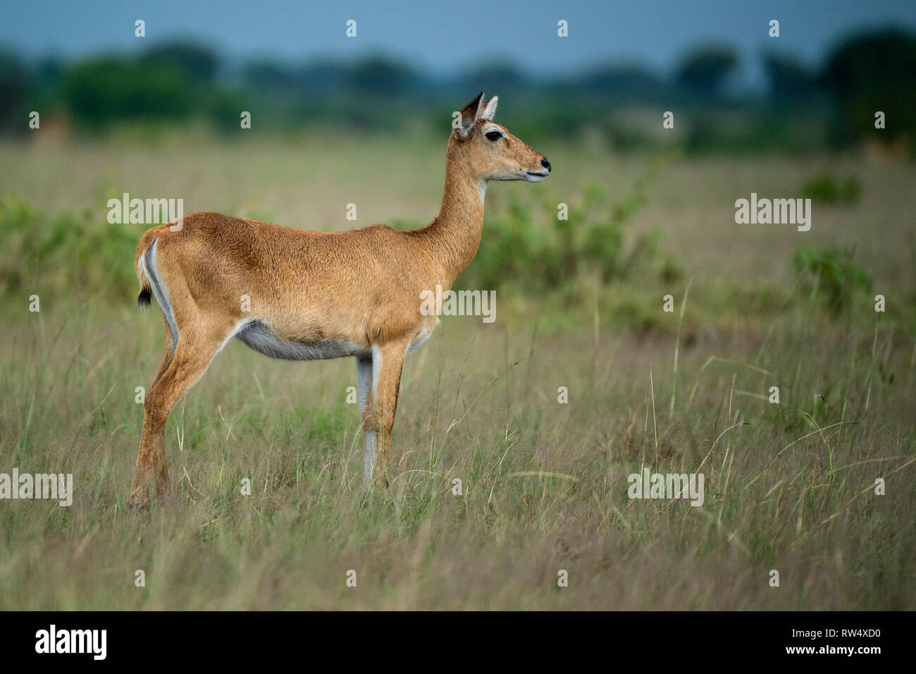 Uganda Kob, Kobus kob thomasi, Queen Elizabeth NP, Uganda Stockfoto