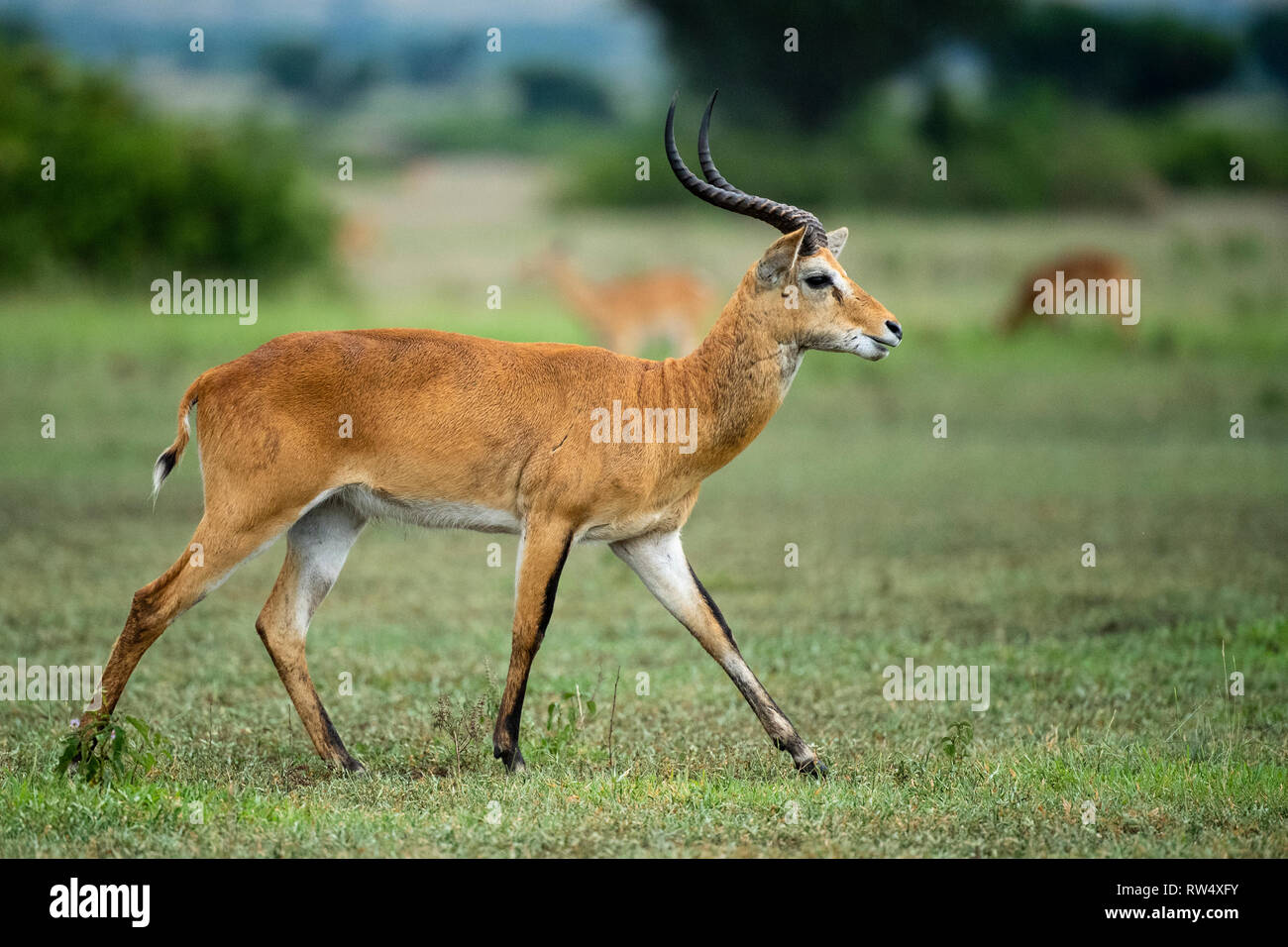 Uganda Kob, Kobus kob thomasi, Queen Elizabeth NP, Uganda Stockfoto