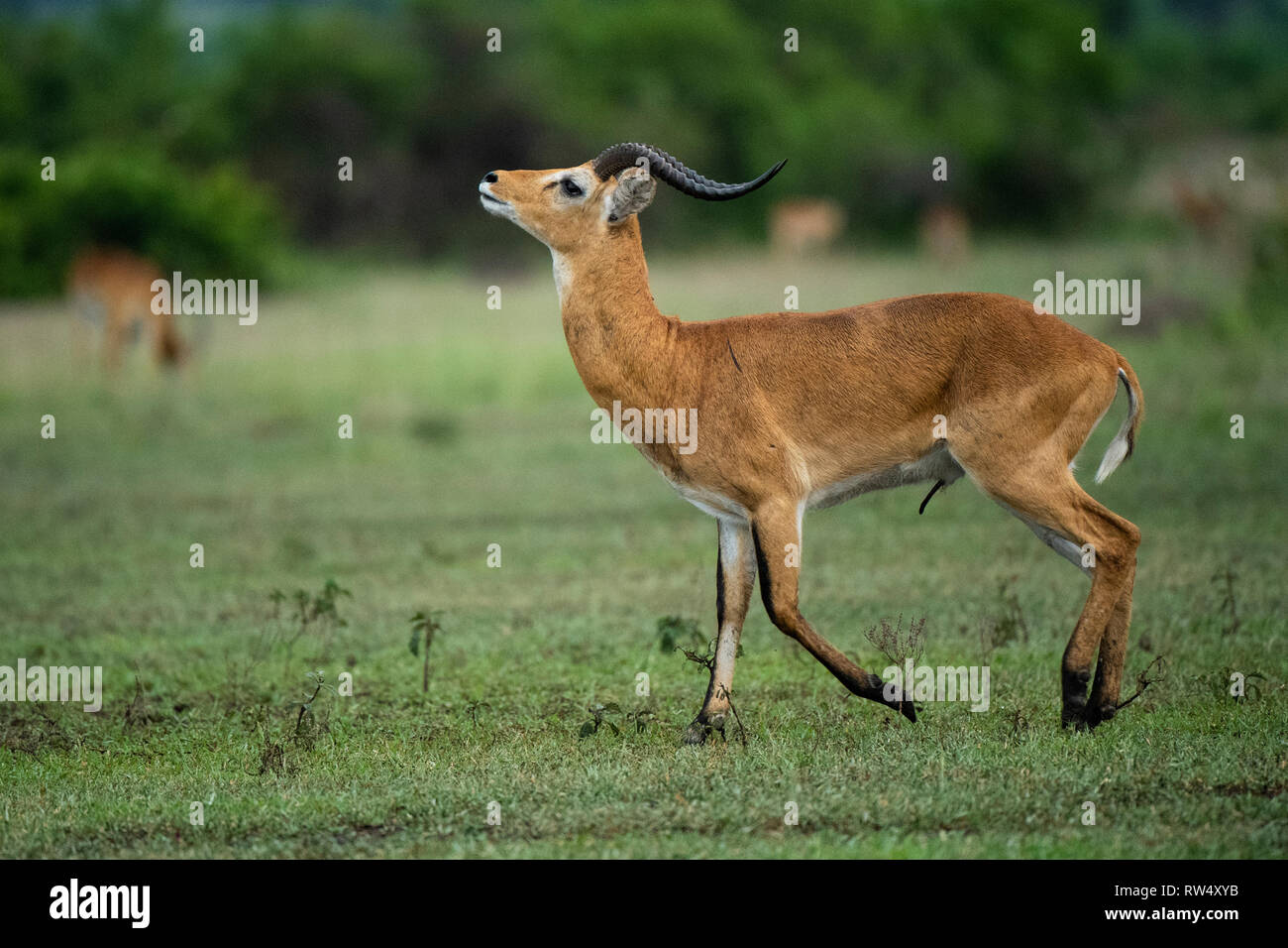 Uganda Kob, Kobus kob thomasi, Queen Elizabeth NP, Uganda Stockfoto