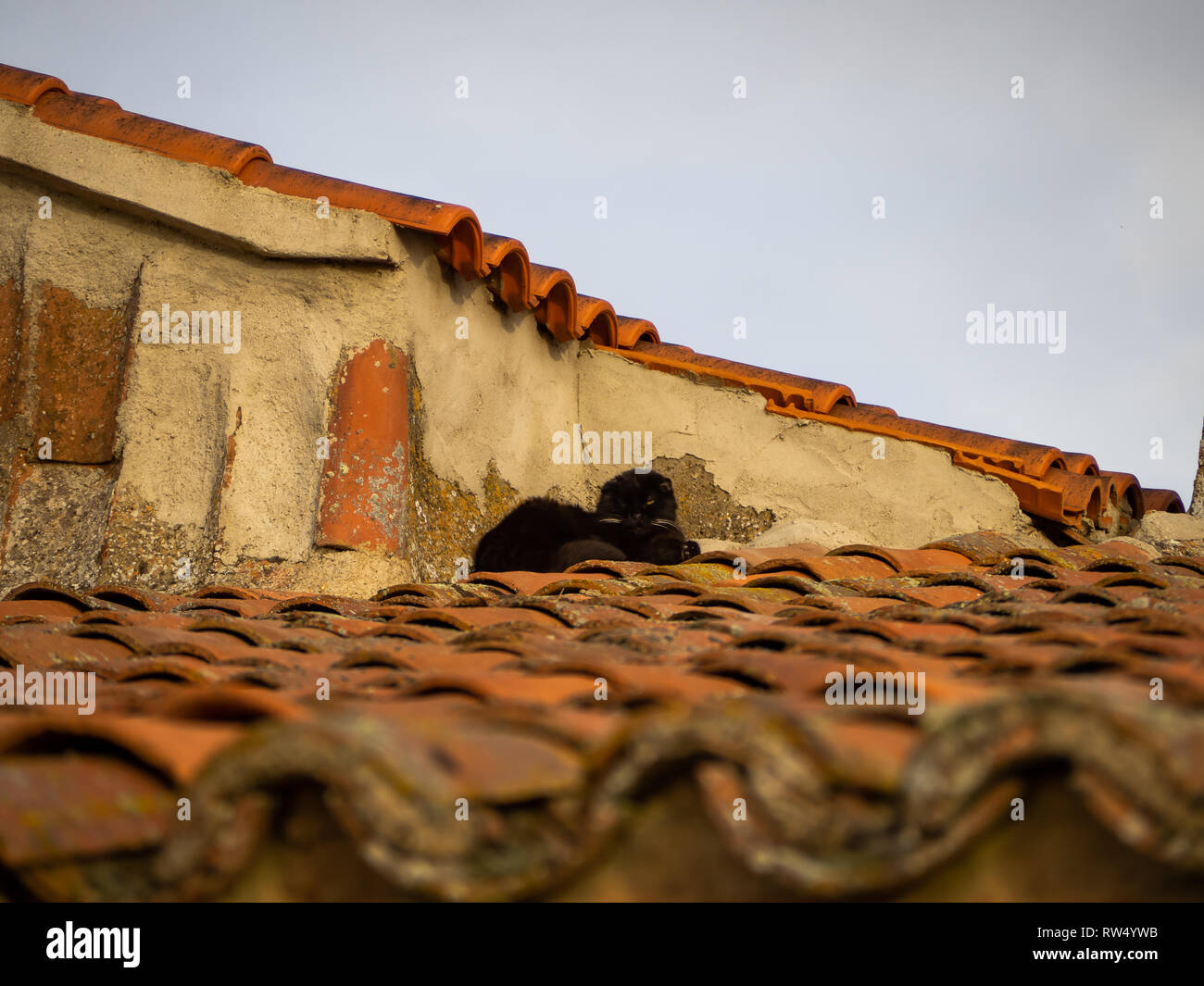 Eine schwarze Perser Katze ruht auf dem Dach eines Hauses in einem Dorf Stockfoto