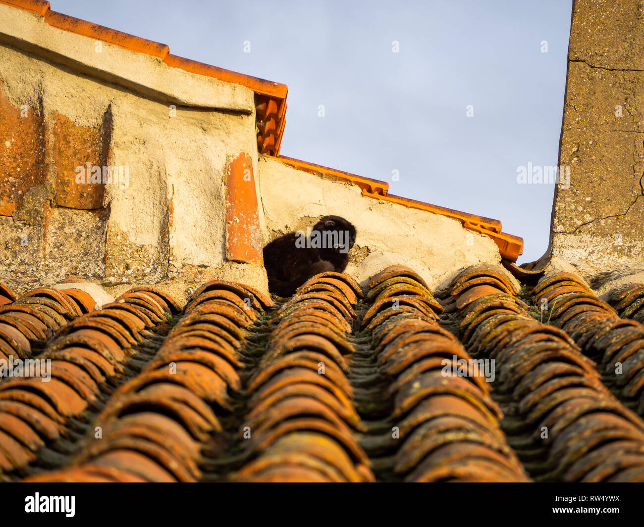 Eine schwarze Perser Katze ruht auf dem Dach eines Hauses in einem Dorf Stockfoto