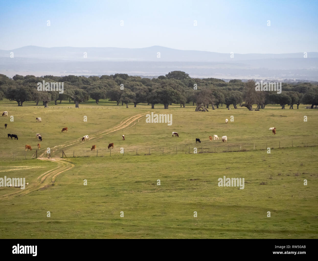 Eine Herde Kühe grasen in der dehesa in Salamanca (Spanien). Ökologische extensive Viehhaltung Konzept. Stockfoto
