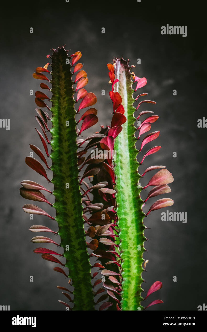 Grüne Pflanze schließen bis auf schwarzem Hintergrund Stockfoto