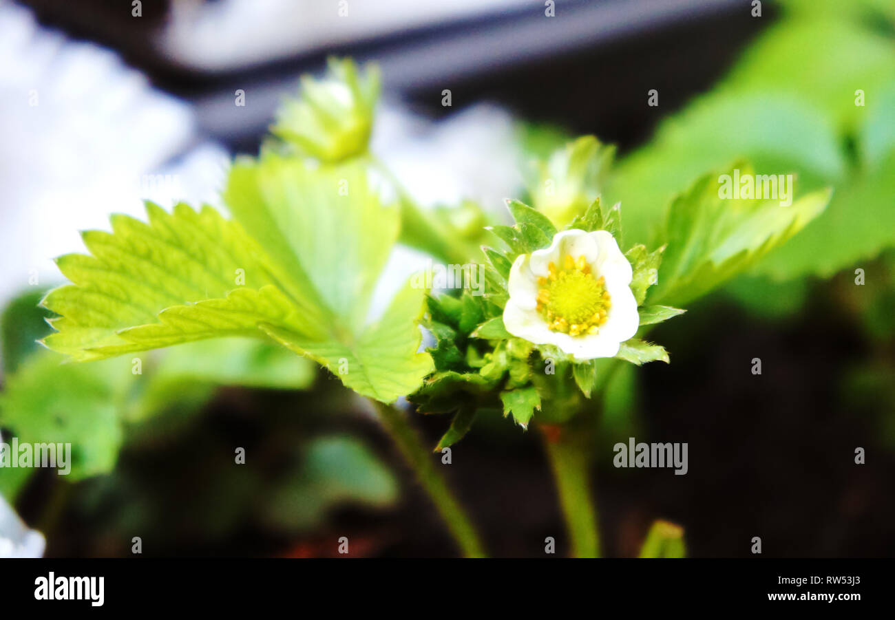 Blühende Beeren im Garten. Kleine weiße Erdbeere Blumen. Stockfoto