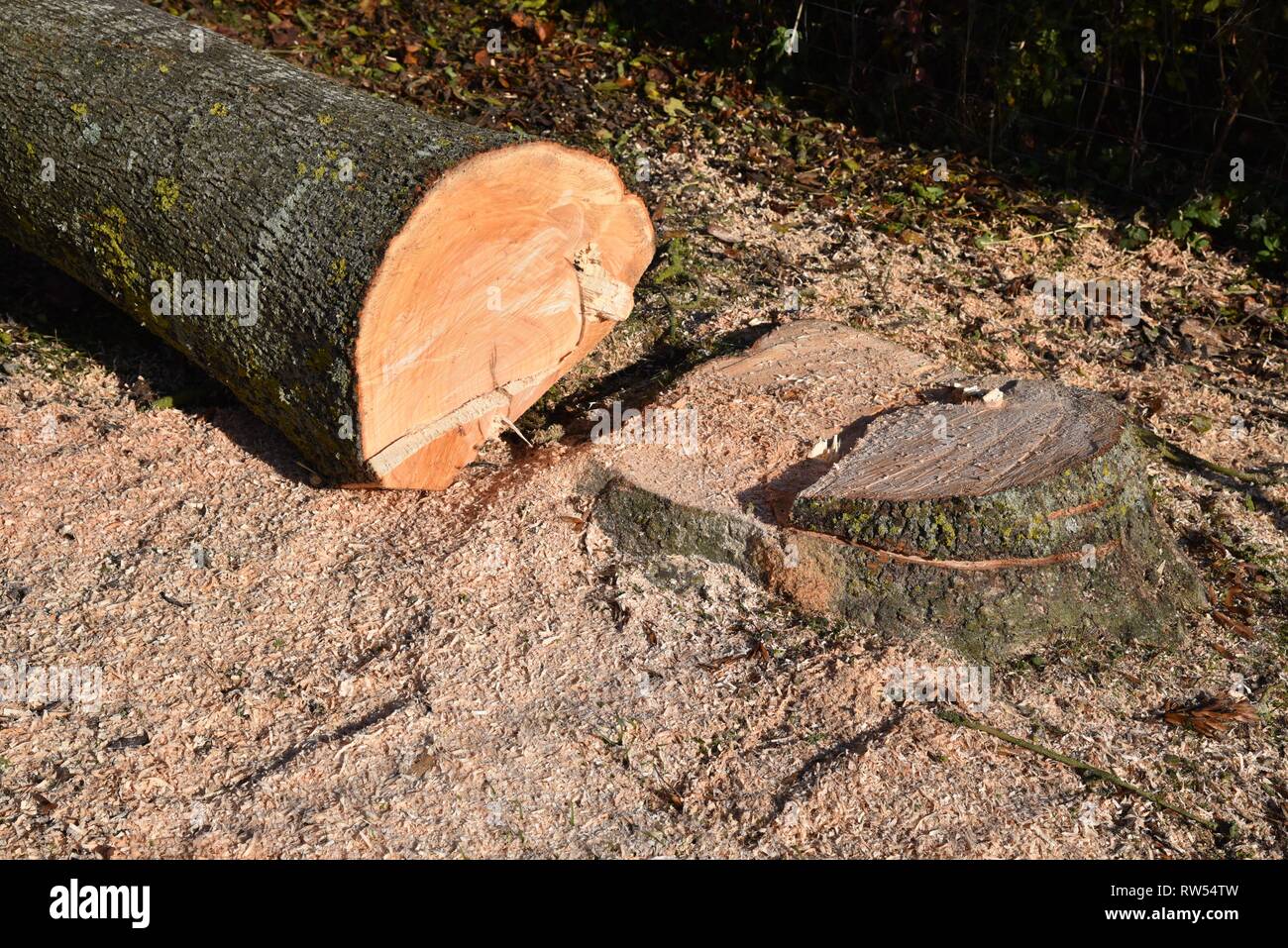 Ein Baum liegt, wo es fiel nach einer Kettensäge verwendet wurde durch den Main Trunk am Boden zu schneiden. Stockfoto