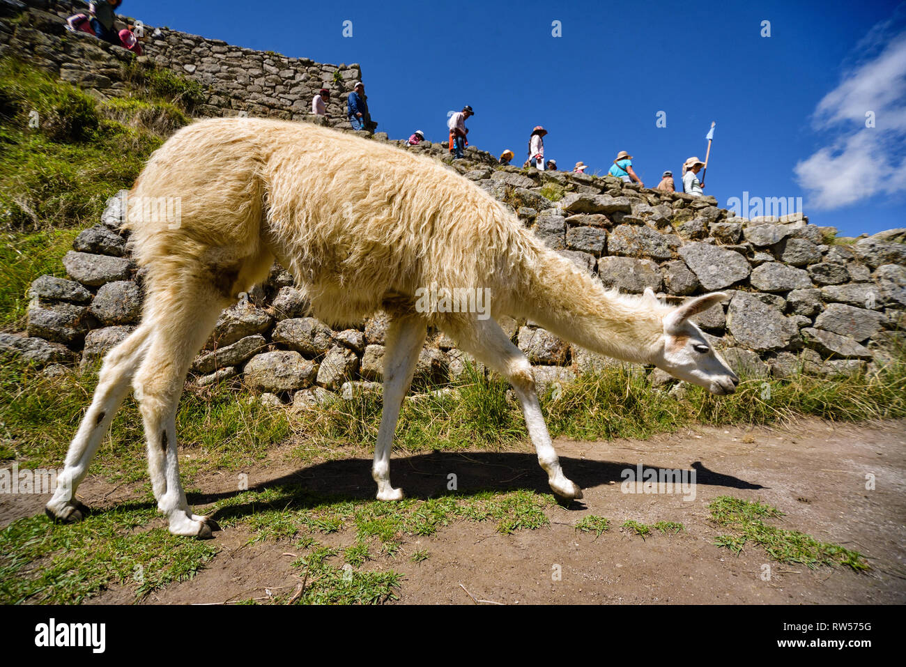 Lama weidet in der antiken Stadt Machu Picchu in Peru. Stockfoto