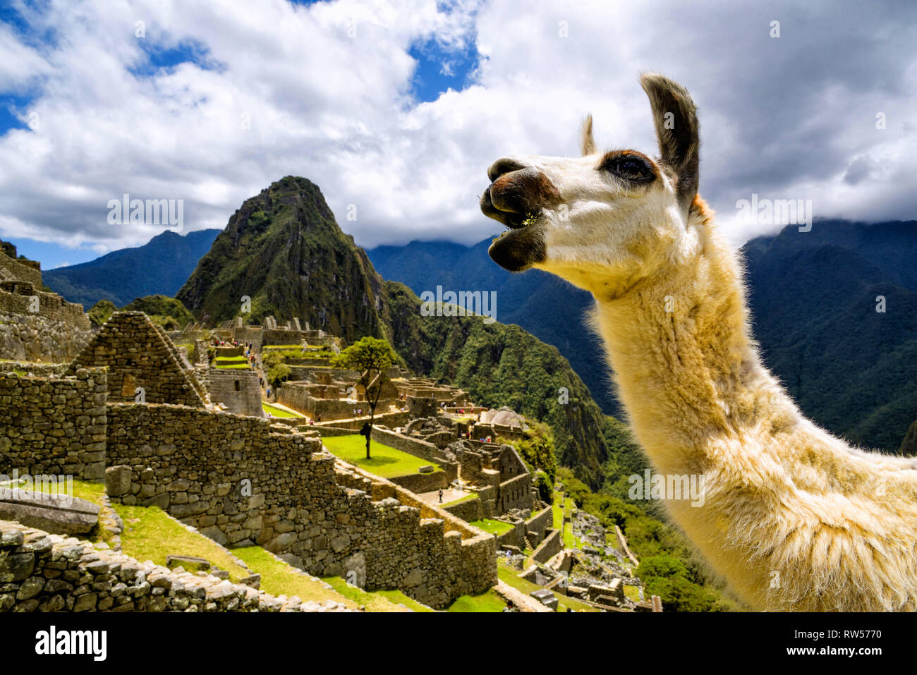 Lama vor Machu Picchu in der Nähe von Cusco, Peru. Machu Picchu ist eine peruanische historische Heiligtum. Stockfoto
