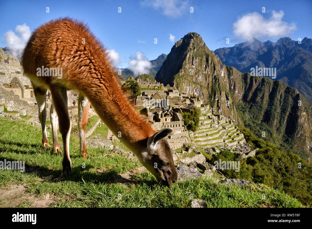 Lama vor Machu Picchu in der Nähe von Cusco, Peru. Machu Picchu ist eine peruanische historische Heiligtum. Stockfoto