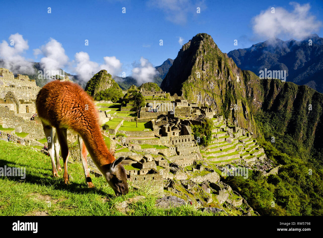 Lama vor Machu Picchu in der Nähe von Cusco, Peru. Machu Picchu ist eine peruanische historische Heiligtum. Stockfoto