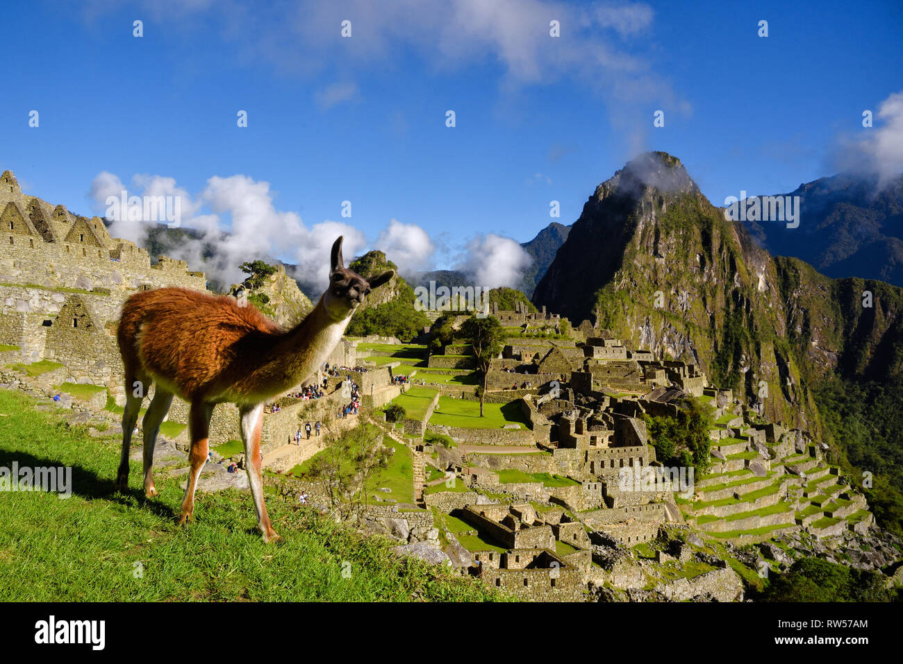 Lama vor Machu Picchu in der Nähe von Cusco, Peru. Machu Picchu ist eine peruanische historische Heiligtum. Stockfoto