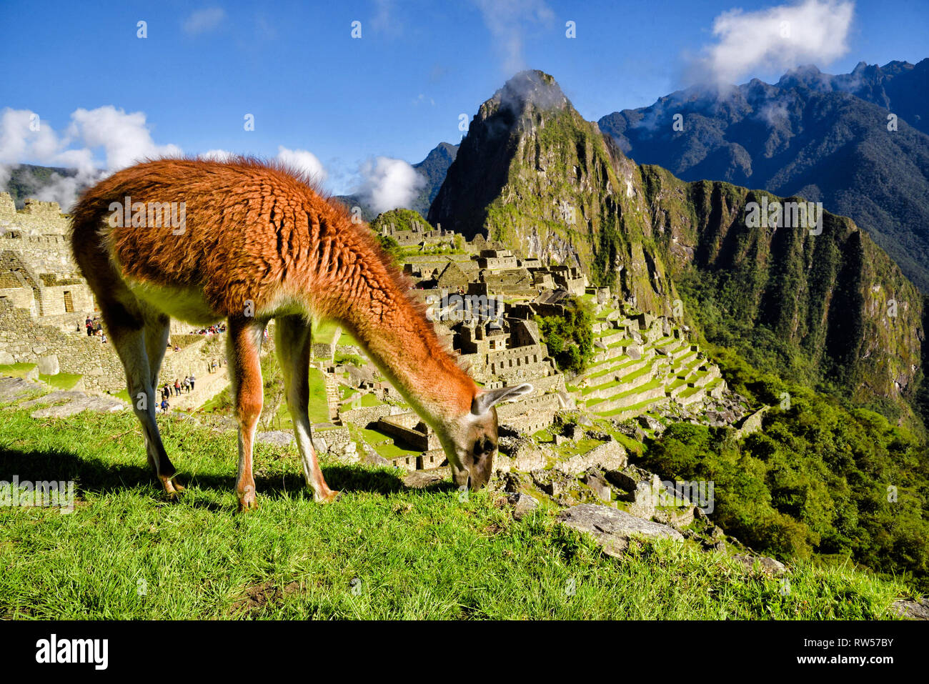 Lama vor Machu Picchu in der Nähe von Cusco, Peru. Machu Picchu ist eine peruanische historische Heiligtum. Stockfoto