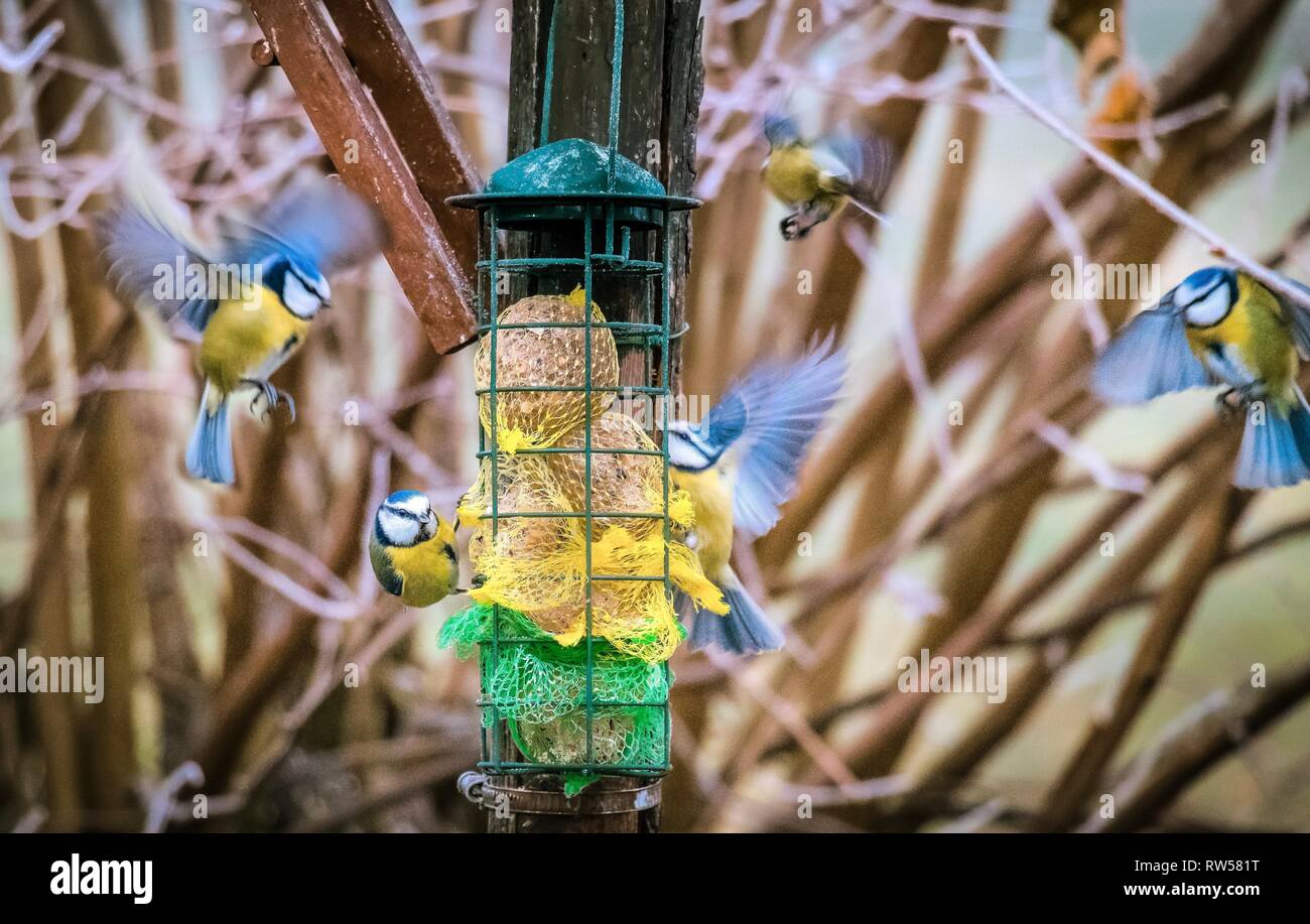 Buetits fliegen zu füttern Haus im Winter, Fütterung blauen Vögel Stockfoto