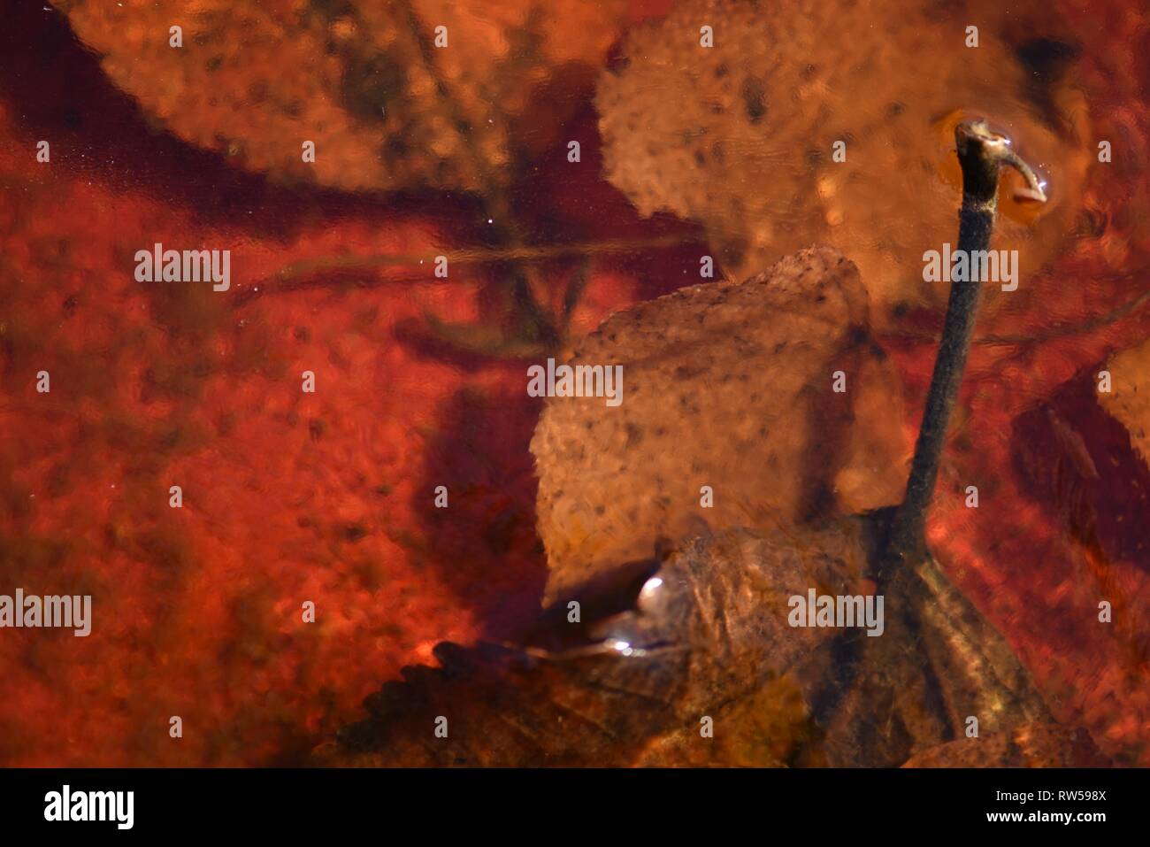 Blätter: herbstliches Laub solide im eiskalten Wasser eines seichten Vogelbad eingefroren Stockfoto