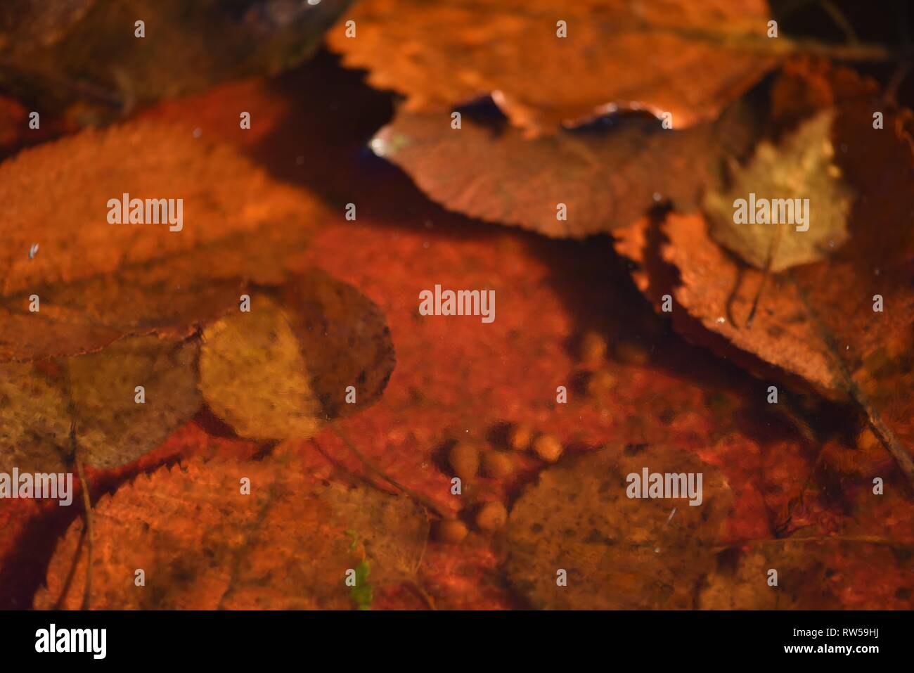 Blätter: herbstliches Laub solide im eiskalten Wasser eines seichten Vogelbad eingefroren Stockfoto