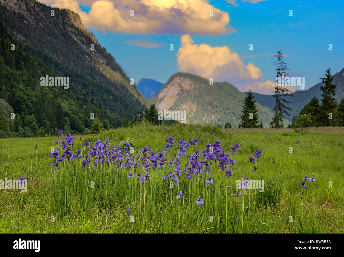 Violette Blume Feld in den bayerischen Bergen Hintergrund Stockfoto