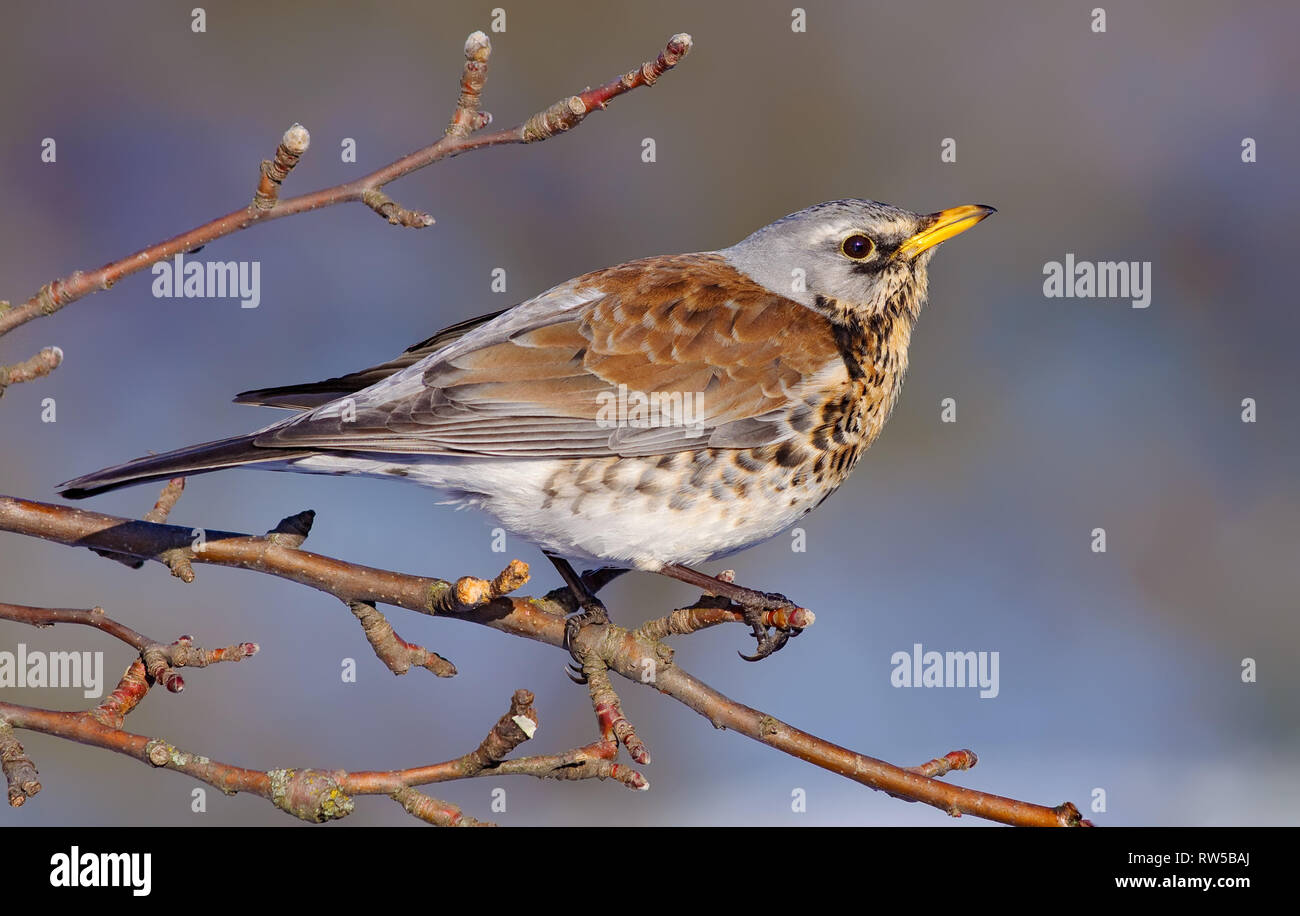 Wacholderdrossel auf einem appletree Zweig im Winter posing Stockfoto