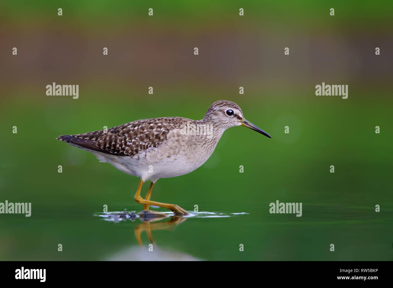 Bruchwasserläufer Waten in der Nähe der Ufer im grünen Wasser Stockfoto