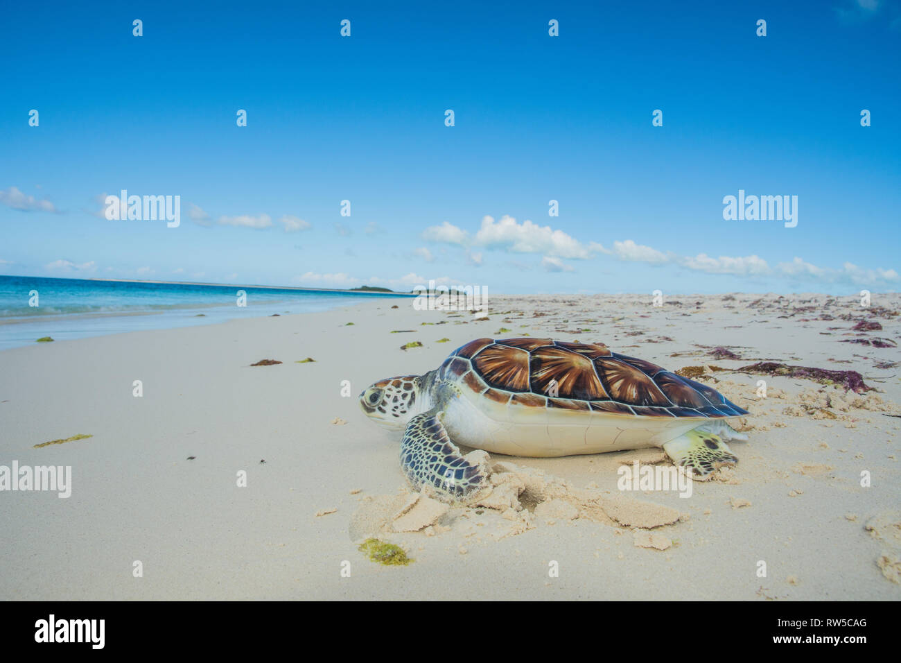 Nahaufnahme der Grünen Meeresschildkröte, Chelonia mydas, Turtle Farm, Los Roques, Venezuela Karibik. Stockfoto